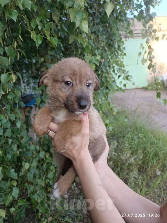 Собаки в Подольске: Щенок в добрые руки Девочка, Бесплатно - фото 4