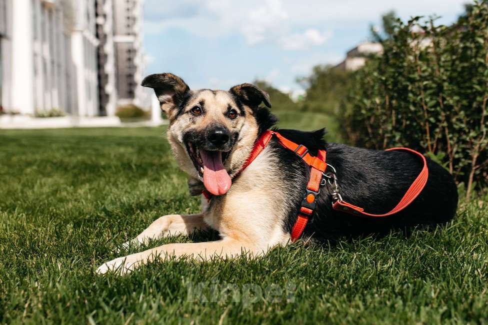 Собаки в Москве: Чудо Денди ищет дом Мальчик, Бесплатно - фото 3