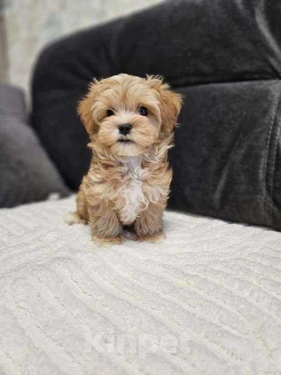 Собаки в Москве: Мальтупу мальчик ф1 Мальчик, 50 000 руб. - фото 1