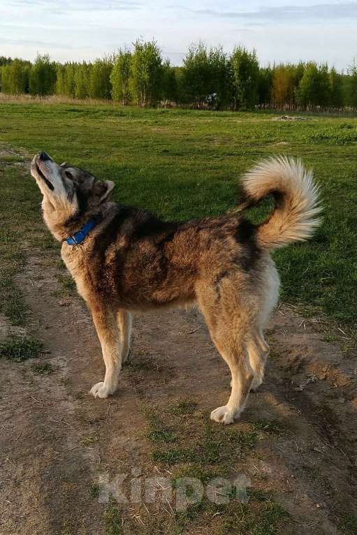 Собаки в Москве: Хаски, который верит в людей, несмотря ни на что. Мальчик, Бесплатно - фото 4