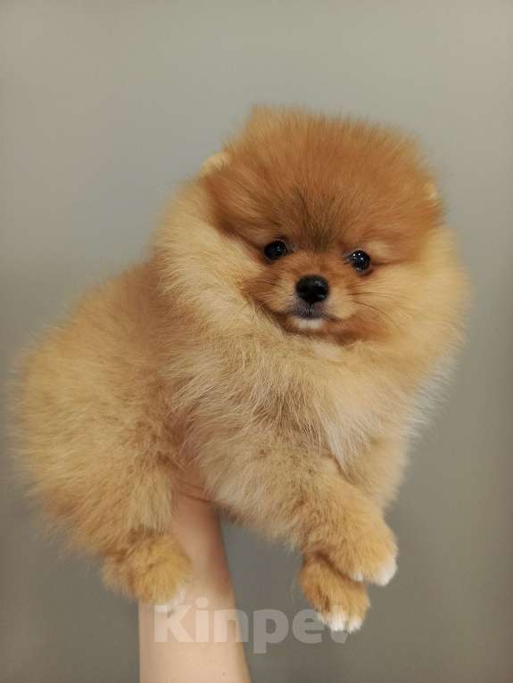 Собаки в Саратове: Померанский шпиц щенок Девочка, Бесплатно - фото 1