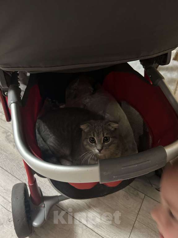 Кошки в Липецке: Отдам в хорошие руки котенка Мальчик, Бесплатно - фото 4