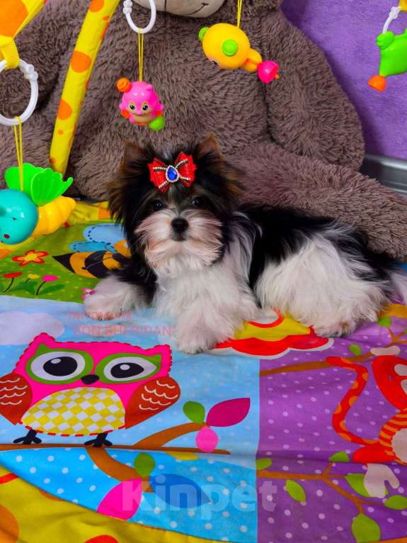 Собаки в Пушкино: Мини девочка бивер Девочка, 80 000 руб. - фото 1