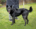 Собаки в Москве: Черный красавец Эдик, самый верный в мире пес в добрые руки Мальчик, 10 руб. - фото 4