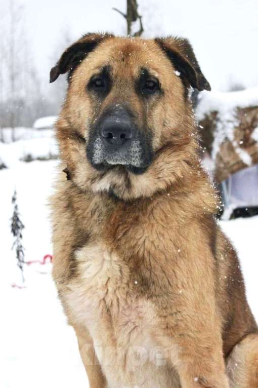 Собаки в Раменском: Парень Салли ищет дом Мальчик, Бесплатно - фото 5