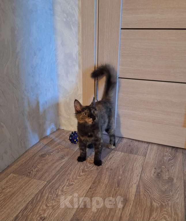 Кошки в Люберцах: Котенок -девочка  в добрые руки Девочка, Бесплатно - фото 5