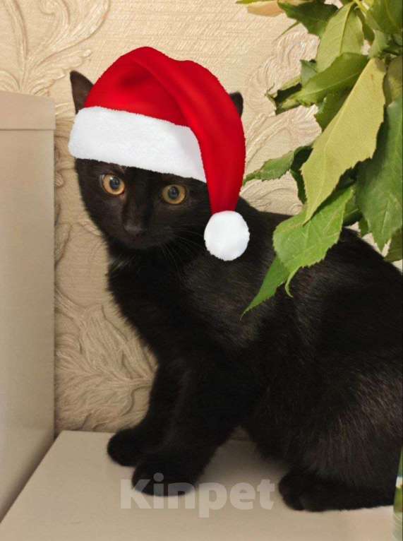 Кошки в Москве: Чёрный котёнок ищет семью Мальчик, 50 руб. - фото 2