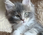 Кошки в Новосибирске: Мейкун  Девочка, Бесплатно - фото 6
