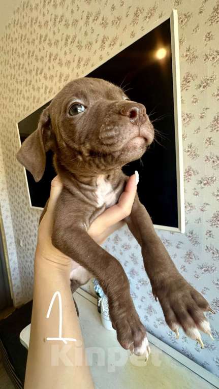 Собаки в других городах Ленинградской области: Щеночки питбуля  Девочка, 30 000 руб. - фото 2