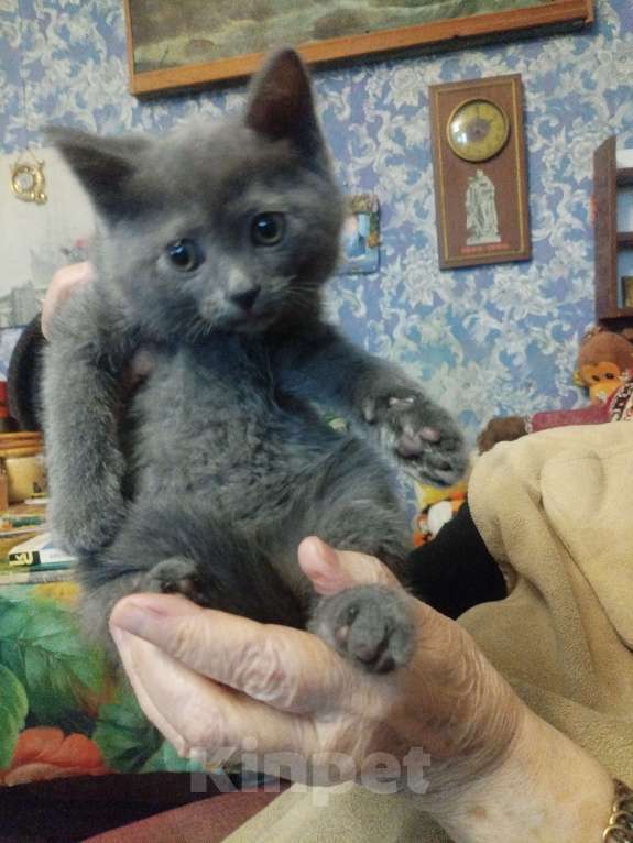 Кошки в Москве: Девочка русская голубая 1,5 месяца ест самостоятельно уже ходит отведённое место , игривая Девочка, 4 000 руб. - фото 3