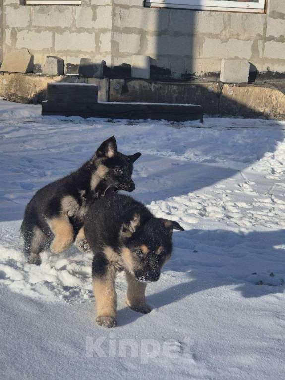 Собаки в Черемхово: Мальчик, крупный. Мальчик, 10 000 руб. - фото 3