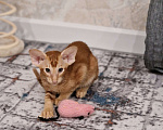Кошки в Подольске: Яркое солнышко Мальчик, 65 000 руб. - фото 10
