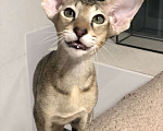Кошки в Санкт-Петербурге: Ориентальный котенок девочка Девочка, 50 000 руб. - фото 6