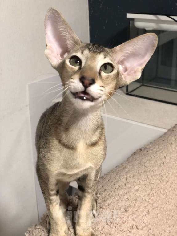 Кошки в Санкт-Петербурге: Ориентальный котенок девочка Девочка, 50 000 руб. - фото 6