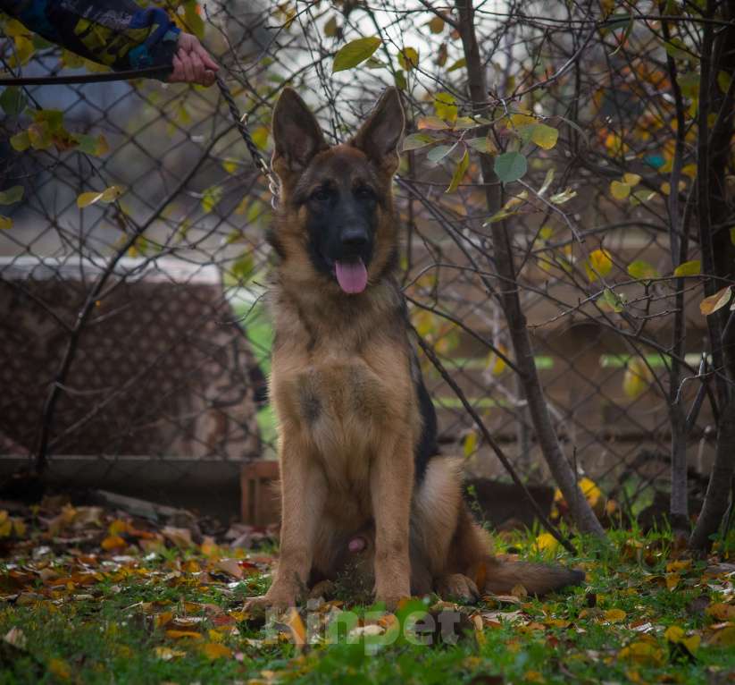 Собаки в Ейске: В продаже эксклюзивно Зонарный подросток  Мальчик, 35 000 руб. - фото 2