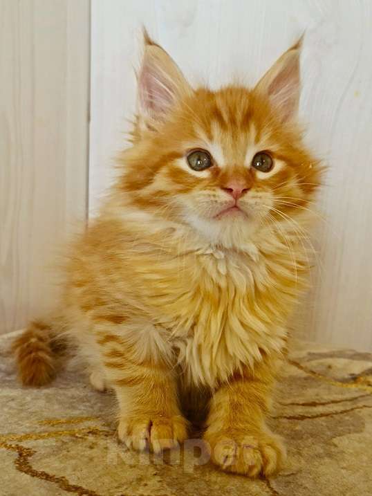 Кошки в других городах Ярославской области: Котята Мейн кун Мальчик, Бесплатно - фото 3