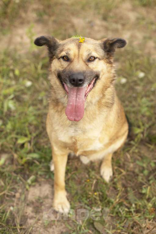 Собаки в Домодедово: Ищем дом солнечному Мухтару! Мальчик, 1 руб. - фото 2