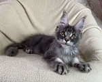Кошки в Дмитрове: Голубой тикированный мальчик мейн кун Xanti Мальчик, 30 000 руб. - фото 1
