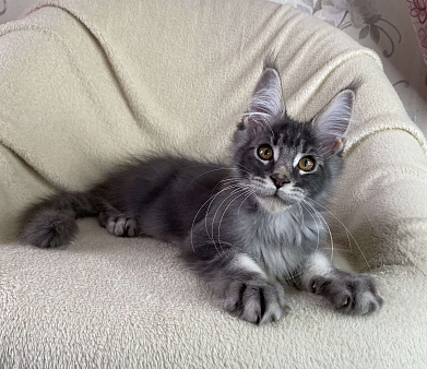 Голубой тикированный мальчик мейн кун Xanti