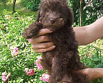 Собаки в Москве: Продам щеночков шоколадного миниатюрного пуделя  Мальчик, 40 000 руб. - фото 3