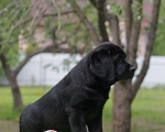 Собаки в Санкт-Петербурге: Лабрадор чёрный мальчик Мальчик, 100 000 руб. - фото 7