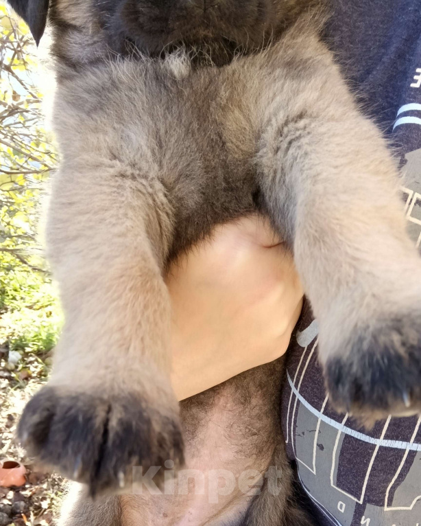 Собаки в других городах Краснодарского края: Девочка от Акиты-Ину Девочка, Бесплатно - фото 5