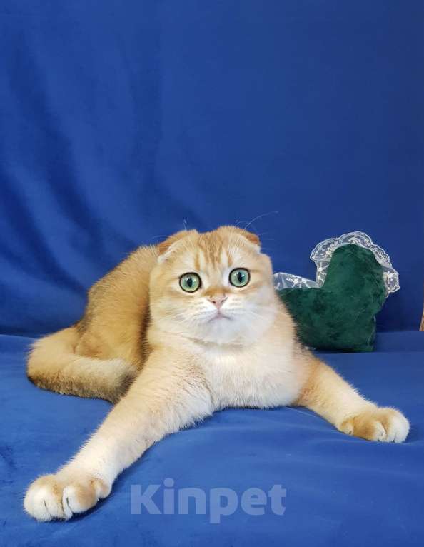 Кошки в Санкт-Петербурге: Шотландский кот Мальчик, 37 000 руб. - фото 3