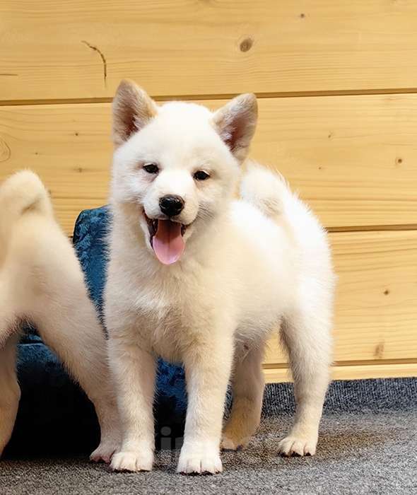 Собаки в Москве: Мальчишки. Белые Сиба ину Мальчик, 60 000 руб. - фото 7