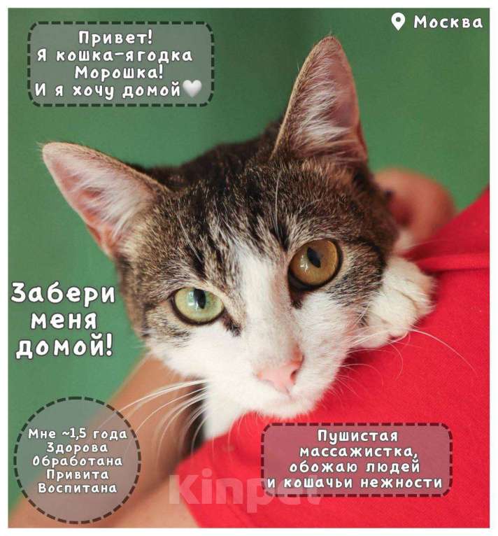 Кошки в Балашихе: Морошка Девочка, Бесплатно - фото 4