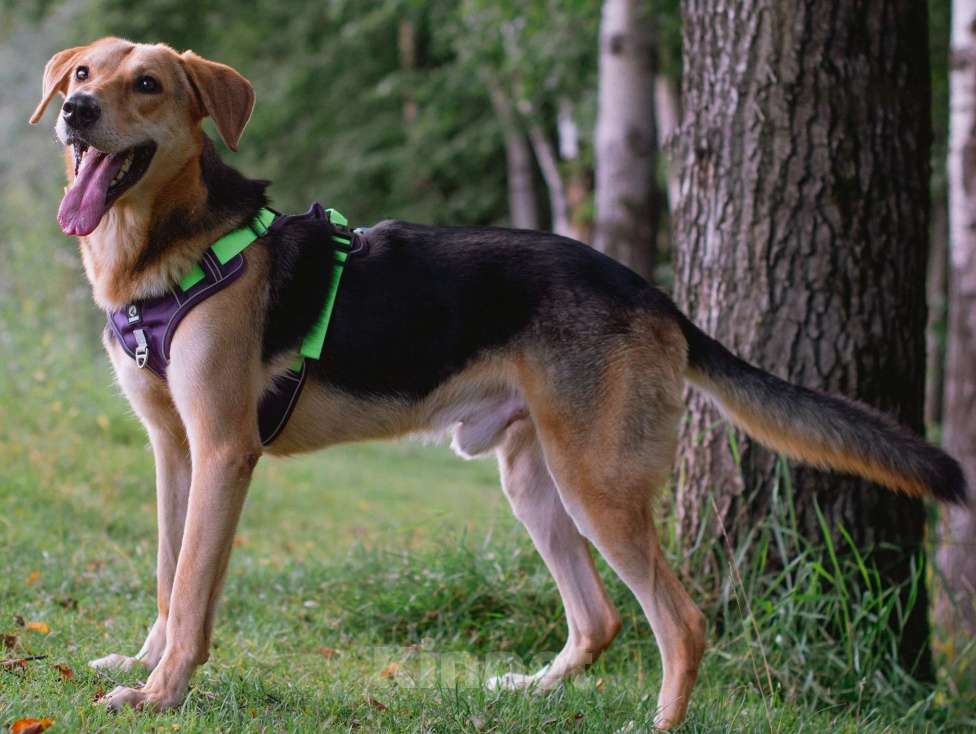 Собаки в Москве: Рэм ищет дом Мальчик, Бесплатно - фото 6