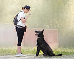 Собаки в Москве: Очаровательный Бобби в добрые руки  Мальчик, Бесплатно - фото 3