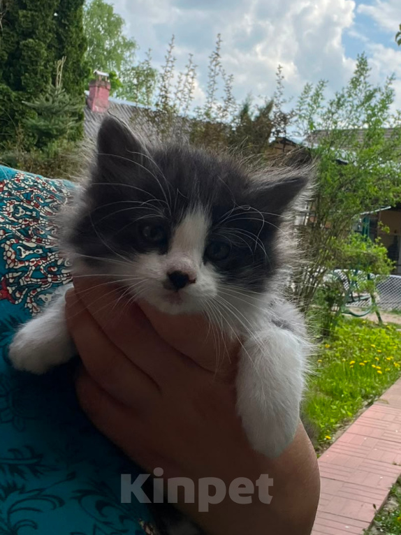 Кошки в Москве: Котенок ищет дом Мальчик, Бесплатно - фото 1