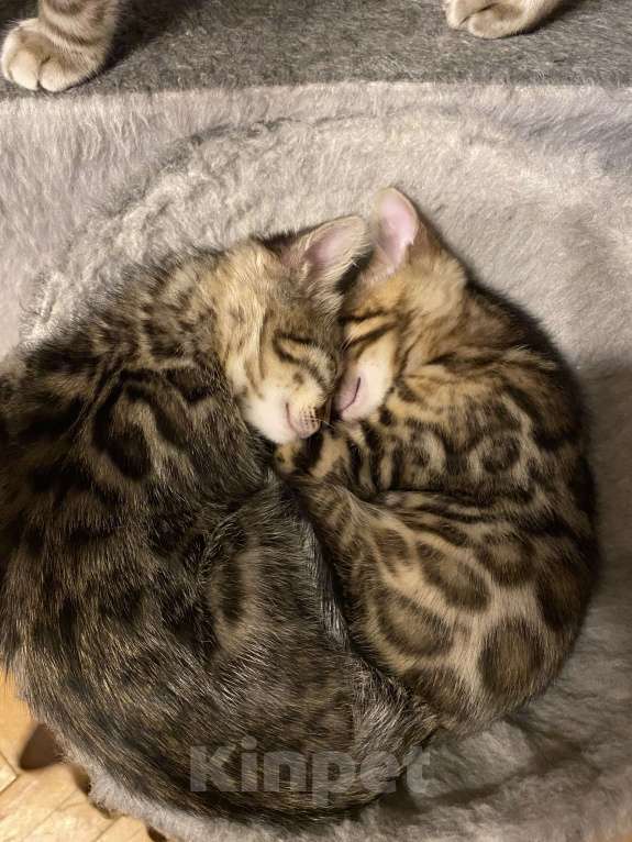 Кошки в Москве: Бенгальские котята Мальчик, 30 000 руб. - фото 6