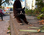 Кошки в Нижнем Новгороде: Котик в добрые руки  Мальчик, Бесплатно - фото 3