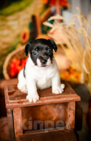 Собаки в Симферополе: Эксклюзивная девочка Джек Рассел терьер  Девочка, 17 000 руб. - фото 2