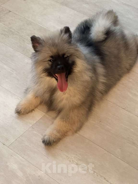 Собаки в Москве: Вольфшпиц КЕЕСХОНД Девочка, 100 000 руб. - фото 5