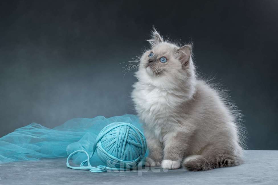 Кошки в Санкт-Петербурге: Клубный котенок РЭГДОЛЛ Мальчик, Бесплатно - фото 3