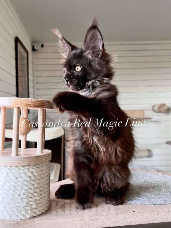 Кошки в Наро-Фоминске: Cassandra . Female. MCO n born June 14.2025 Девочка, 120 000 руб. - фото 2