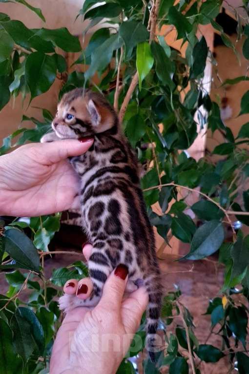 Кошки в Москве: Бенгальский котенок,  девочка Девочка, 45 000 руб. - фото 6