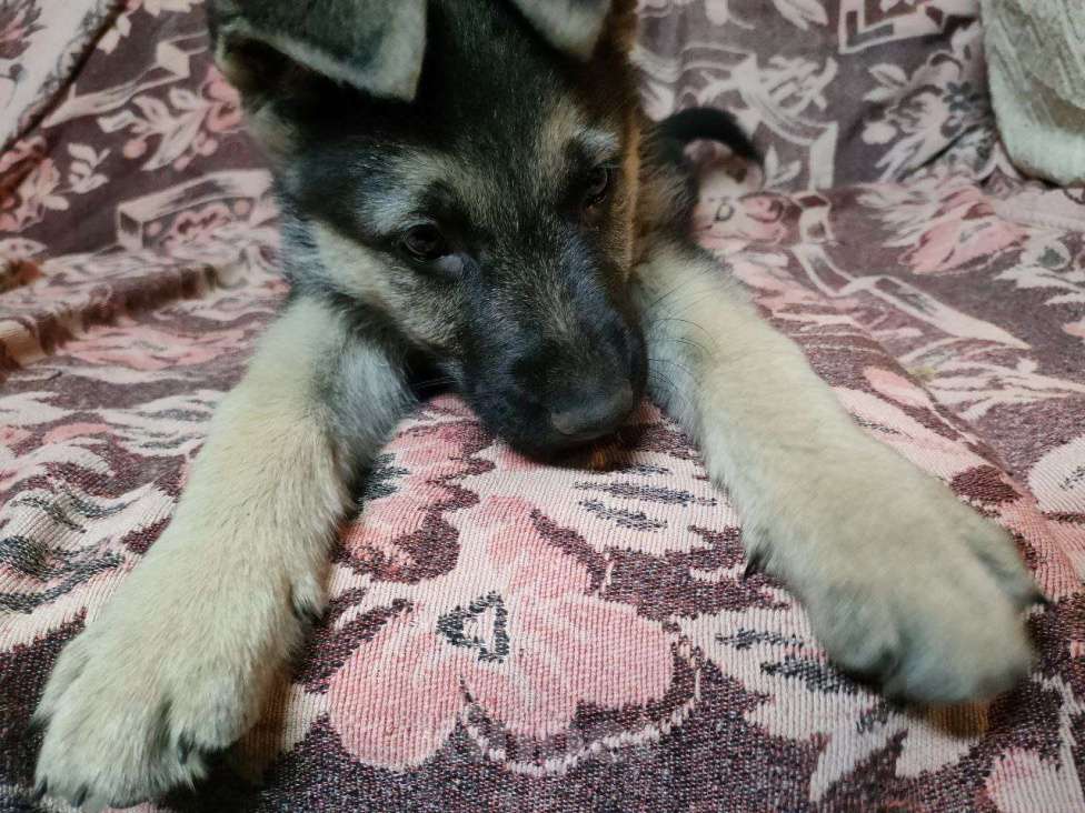 Собаки в Мытищах: Восточноевропейская овчарка, щенок Девочка, 14 000 руб. - фото 2