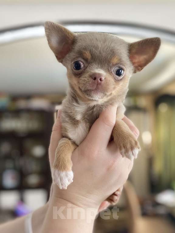 Собаки в Задонске: Девочка чихуахуа  Девочка, 45 000 руб. - фото 1