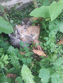 Объявление: Котятам нужен добрый человек!, Бесплатно, Домодедово