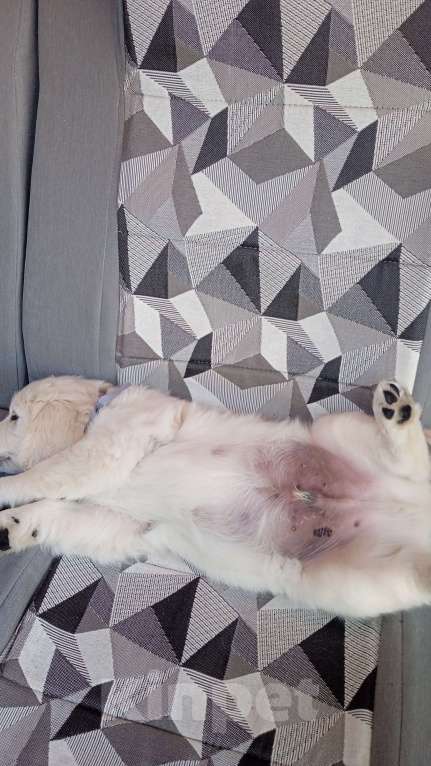 Собаки в Люберцах: Щенок Золотистого ретривера, мальчик Мальчик, 75 000 руб. - фото 9