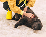 Собаки в Рязани: Баффи - умная малышка Девочка, Бесплатно - фото 4