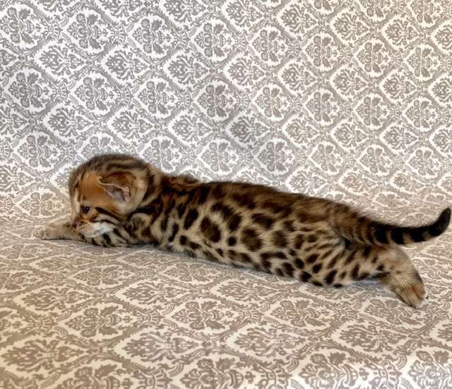 Кошки в Москве: Бенгальские мальчики Мальчик, Бесплатно - фото 3