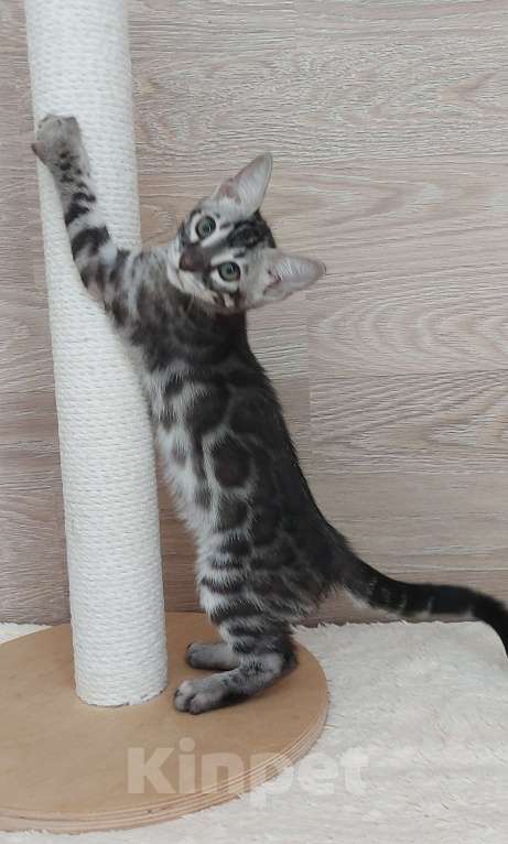 Кошки в Москве: Бенгальский мальчик  Мальчик, 55 000 руб. - фото 5