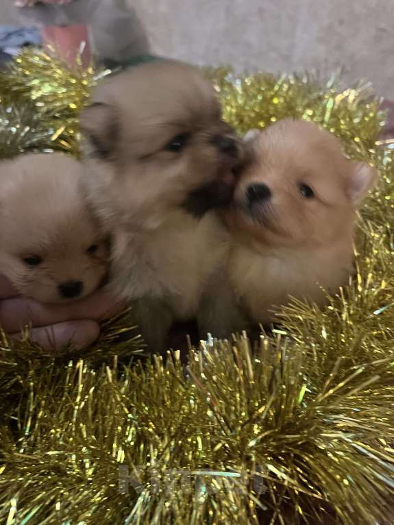 Собаки в Сургуте: НЕМЕЦКИЙ ШПИЦ  Девочка, 35 000 руб. - фото 3