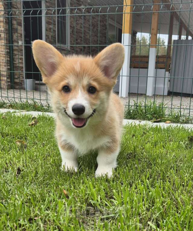 Собаки в других городах Ленинградской области: Лучший щенок вельш корги пемброк. Мальчик Мальчик, 90 000 руб. - фото 4