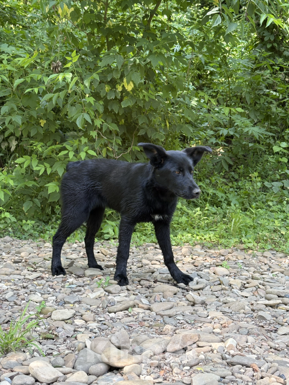 Собаки в других городах Краснодарского края: Уникальный щенок «ризеновчарик» девочка Эми Девочка, 1 000 руб. - фото 6