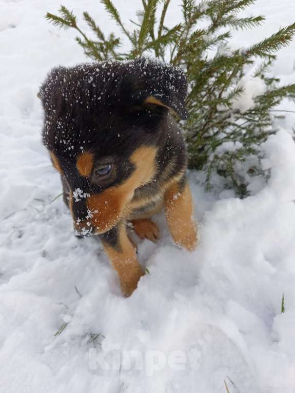 Собаки в других городах Ленинградской области: Трехцветный язык  Мальчик, Бесплатно - фото 7